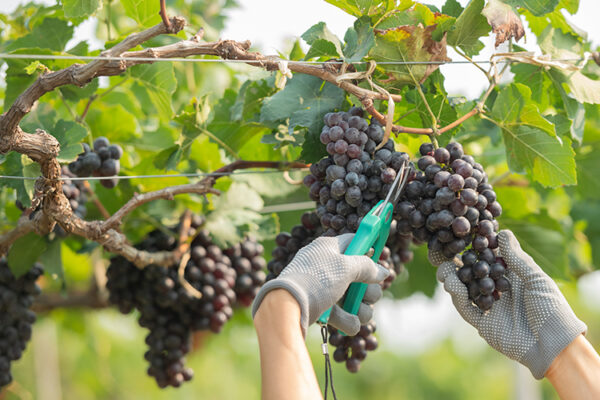 Мировое производство вина станет самым низким с 1961 года