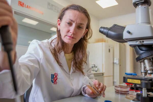 Ученые подобрали штаммы дрожжей для вин из сорта кокур белый