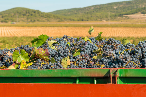 В 2024 году в РФ собрали рекордный урожай винограда