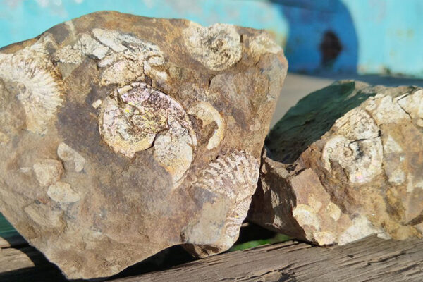 Саратовская «Усадьба АММОНИТ» ждет энотуристов