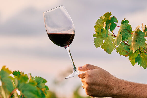 В I квартале на Кубани произведено свыше 5 млн дал вина