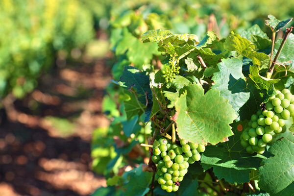 Виноградопригодные земли должны находиться в федреестре – Кондратьев