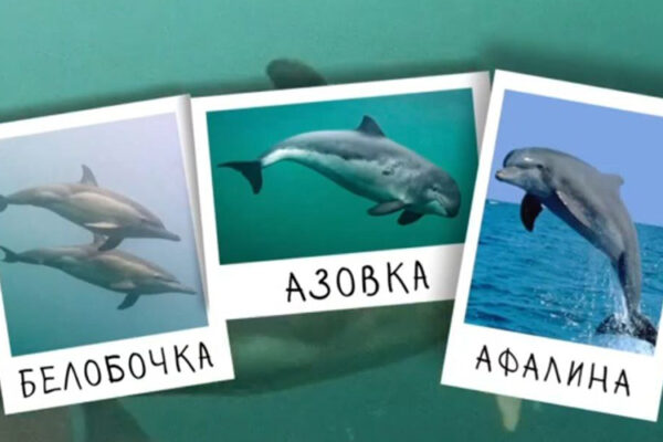 Кубань-Вино и Перекресток помогают в спасении дельфинов