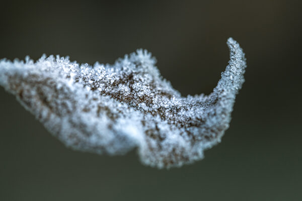 В Крыму ввели режим ЧС из-за гибели урожая