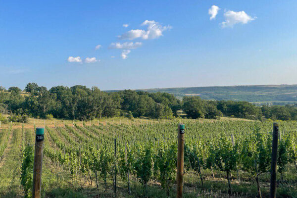 Винодельня «Усадьба Зейбель»