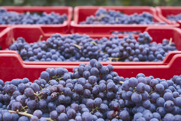 Глава РАТК не увидел признаков завоза виноградного сырья из-за рубежа