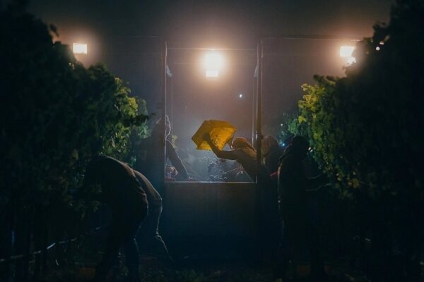 Названа лучшая винная фотография