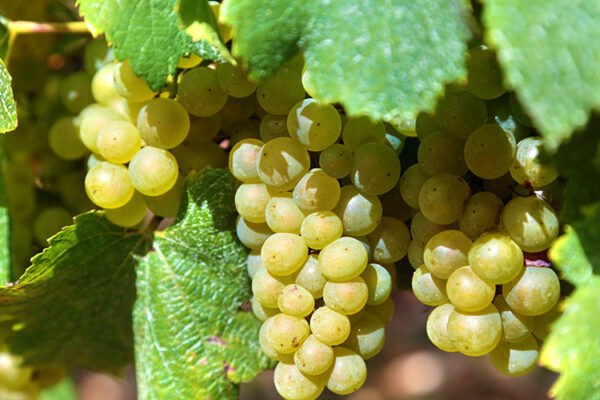 Свыше 20 винхозяйств объединятся в крупнейший терруар