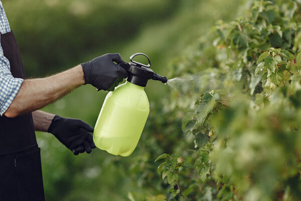 Вред от использования пестицидов плохо изучен — исследование