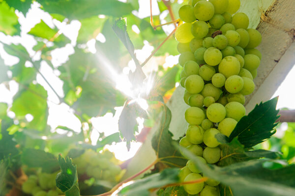 Ростовская область «прирастет» сотней гектаров новых виноградников