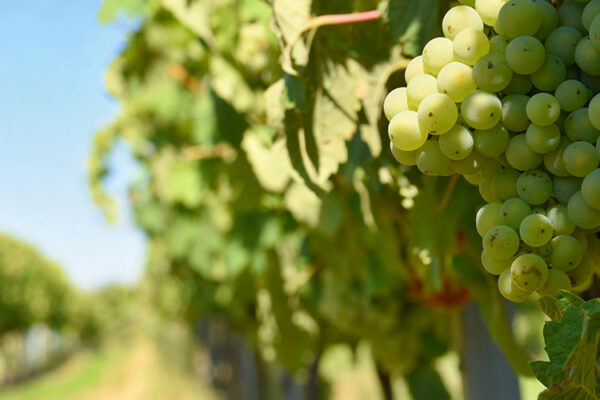 Площадь виноградников Кубани выросла на четверть