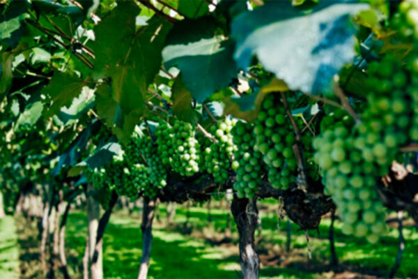 К 2027 году производство вина вырастет на 20% — Роскачество