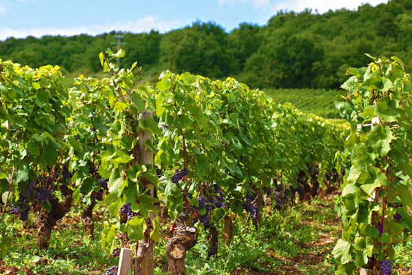 Площадь виноградников в Севастополе благодаря субсидиям увеличилась на 195 га