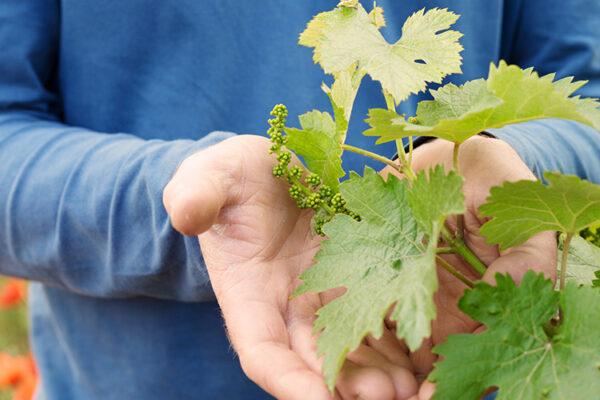 Есть задача перевести виноградники на отечественный посадочный материал — Петров