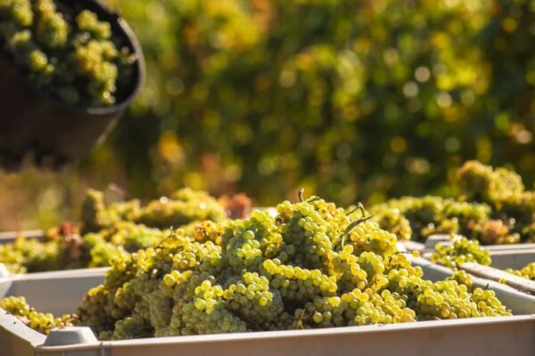 Заморозки и засуха привели у снижению урожая винограда в Крыму