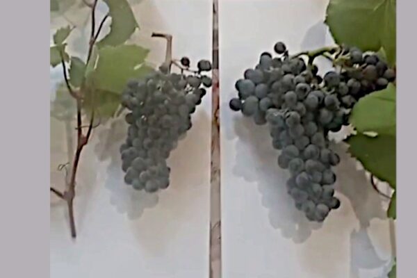 Агроном Сенетха рассказал о различиях Красностопов