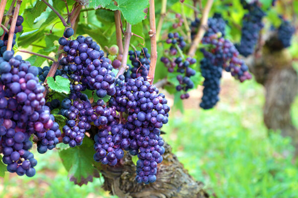 Роскачество: регионы, перспективные для органического виноделия