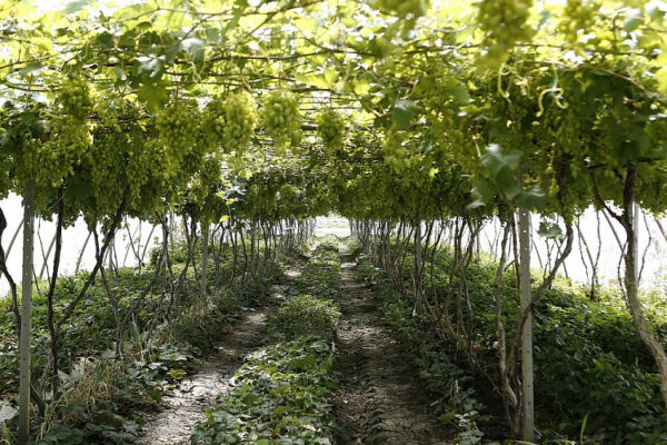 Кубань сохранит субсидии для виноградарей и виноделов в 2026 году