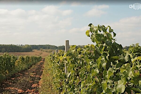 Новый тренд «Северное виноделие» набирает обороты