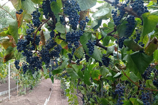 Саратовское виноделие: крутой маршрут Юрия Бурова