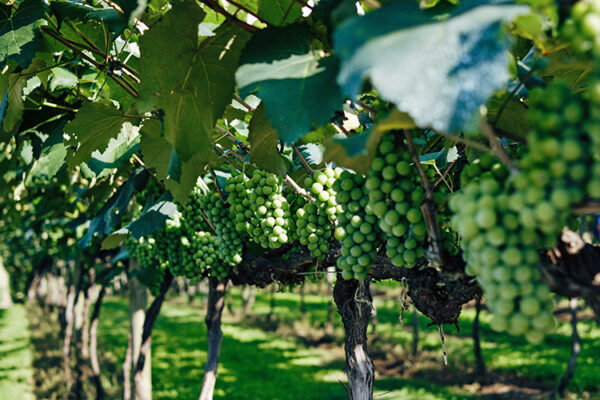 Председатель ГД высоко оценил последствия принятия закона о виноделии