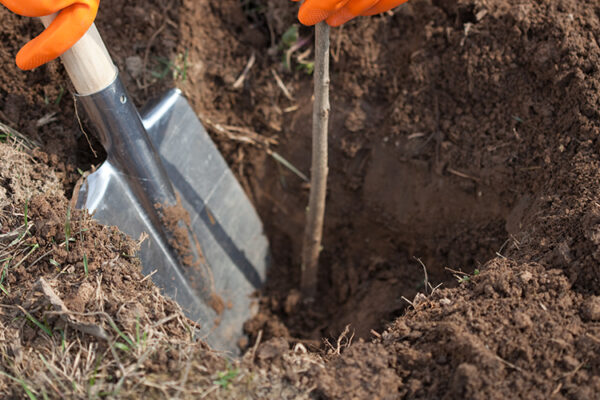 На Ставрополье резко сократился темп закладки новых виноградников