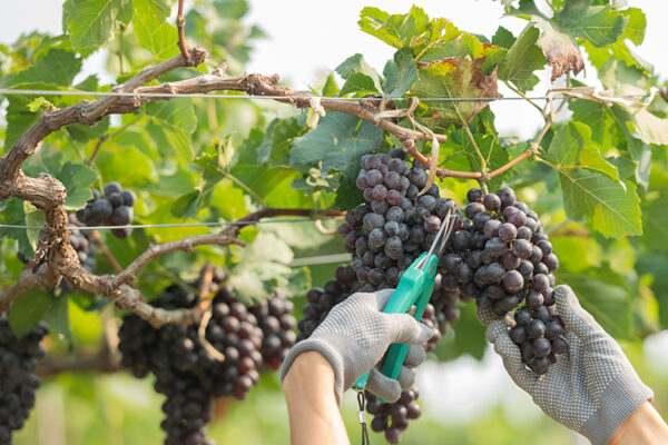 Резерв виноградопригодных земель Кубани — 47 тыc. га