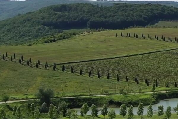 «Николаев и Сыновья» заявили о переходе продаж вин компании к Simple