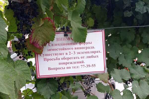 Саратовское виноделие: виноград в большом городе