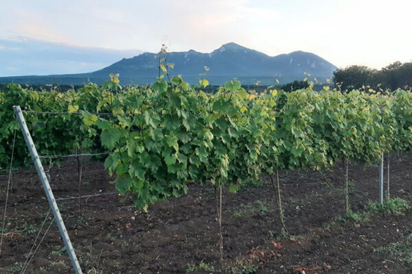 Винодельня Лё’Вино (Ставропольский край)