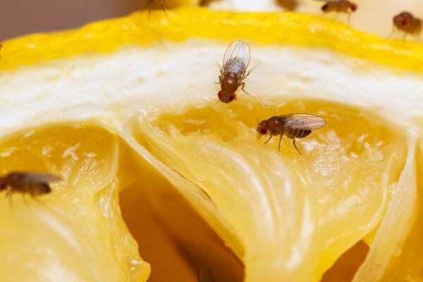 Опыт виноделов поможет в борьбе с плодовыми мушками