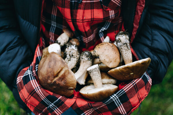 Приглашаем на дегустацию «Вино и грибы»