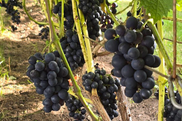 Подмосковье пополнит перечень винодельческих регионов РФ