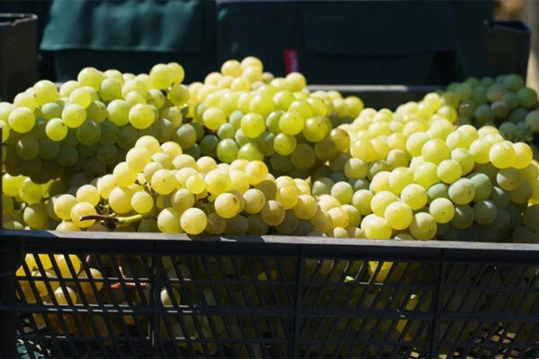 «Кубань-Вино» установило очередной рекорд